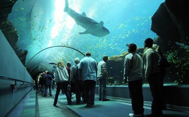 Georgia Aquarium tunnel