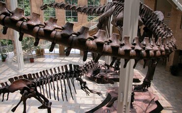 Fernbank Museum of Natural History - Picture of the world's largest dinosaurs in Giants of the Mexozoic