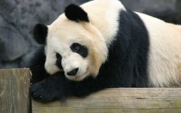 Portrait of Mei-Lan, Zoo Atlanta Panda